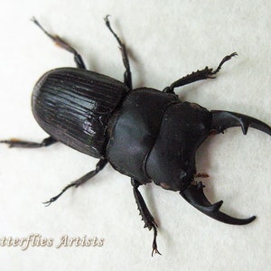 Lucanidae Collection Premium Set Real Beetles Entomology Museum Quality Display image 4