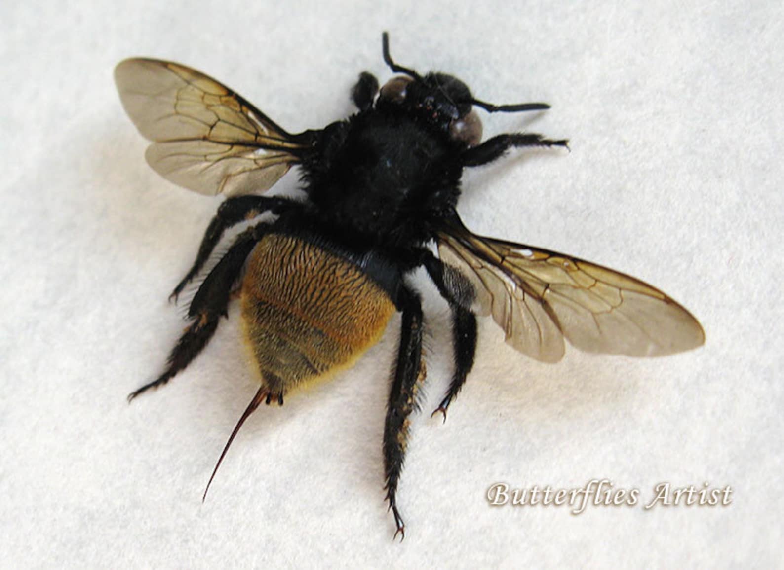 North American Gold Stinger Real Bumble Bee RARE Entomology Etsy