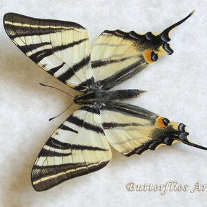 Scarce Swallowtail Iphiclides Podalirius Real Butterfly Framed Entomology Shadowbox image 3