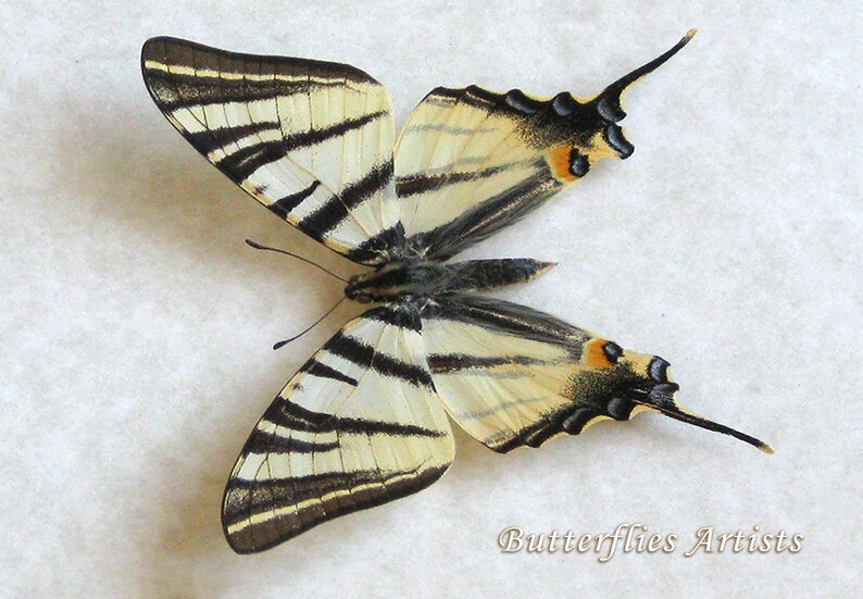 Scarce Swallowtail Iphiclides Podalirius Real Butterfly Framed Entomology Shadowbox image 3