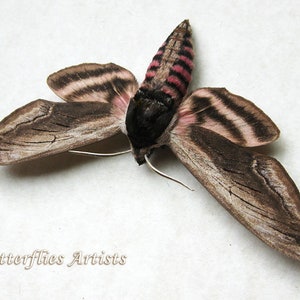 Real Privet Hawk Moth Sphinx Ligustri Framed Entomology Collectible Shadowbox image 3