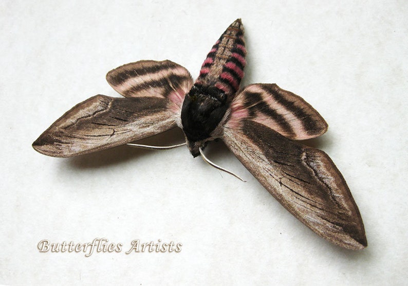 Real Privet Hawk Moth Sphinx Ligustri Framed Entomology Collectible Shadowbox image 3
