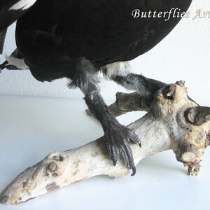 Black Grouse Blackcock Lyrurus Tetrix Taxidermy Stuffed Bird Scientific Zoology image 7