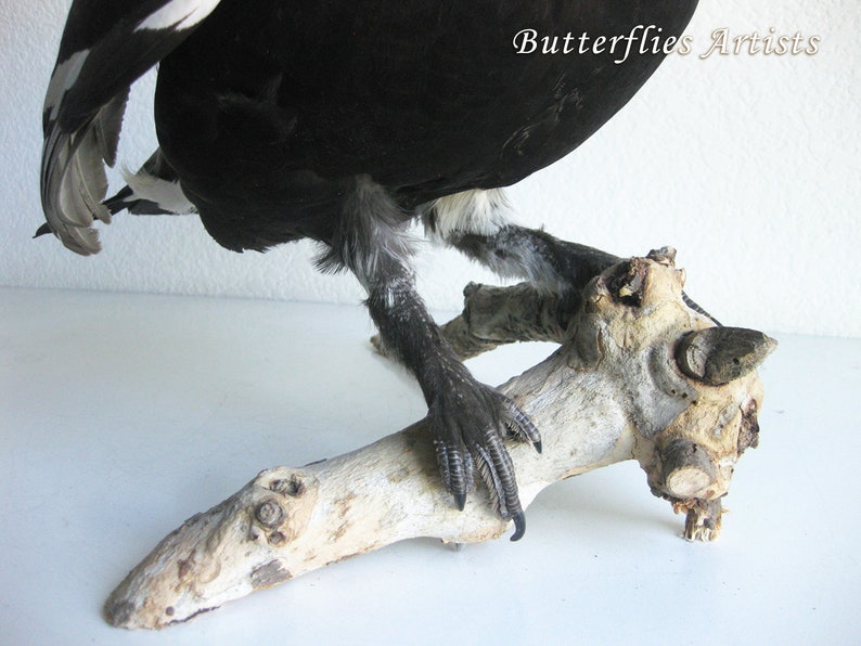 Black Grouse Blackcock Lyrurus Tetrix Taxidermy Stuffed Bird Scientific Zoology image 7