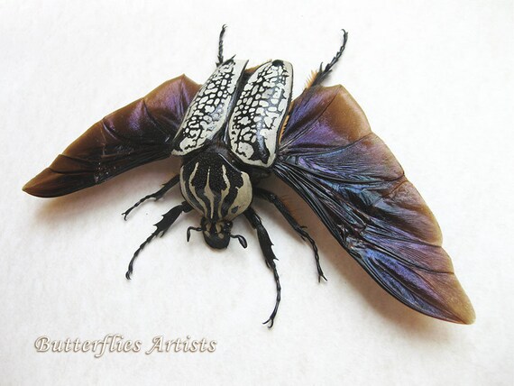 Real Flying Beetle Goliathus Orientalis XL Entomology Double Glass Display  - Etsy