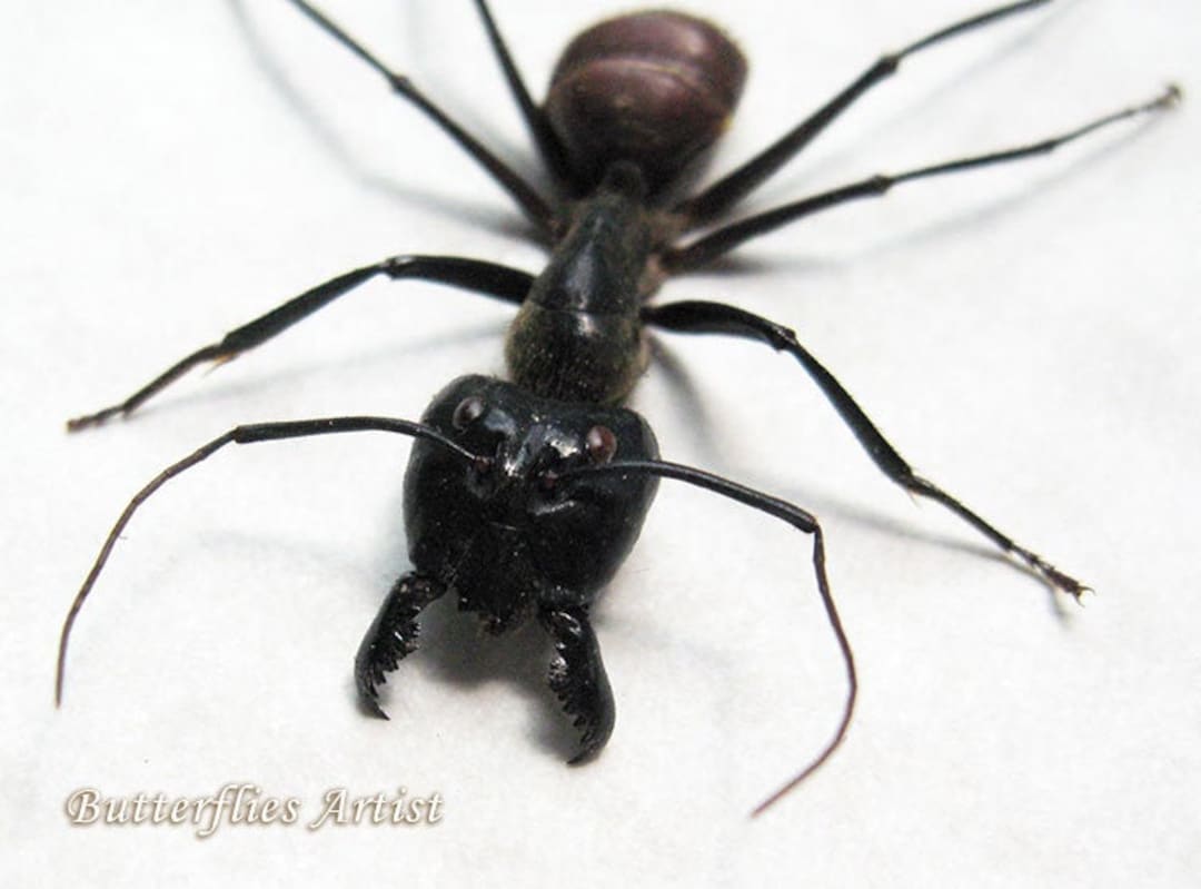 Véritable cadre d'entomologie Shadowbox géant de la fourmi ...