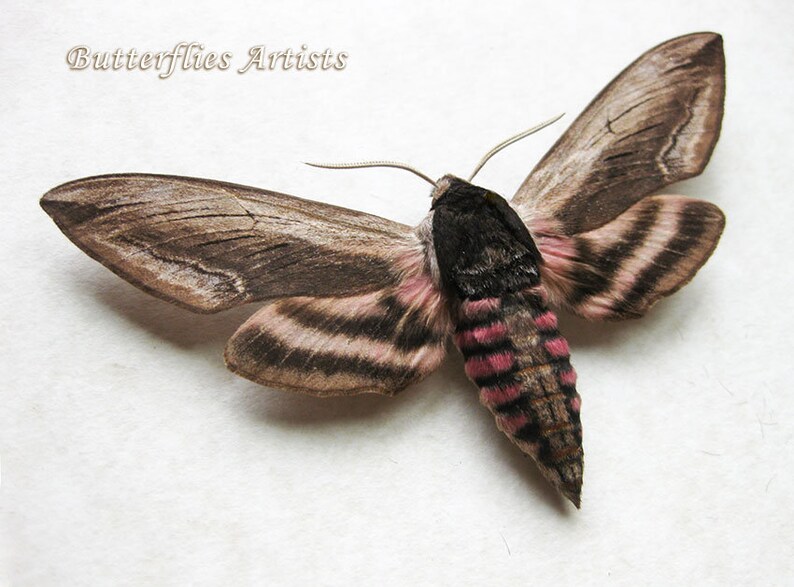Real Privet Hawk Moth Sphinx Ligustri Framed Entomology Collectible Shadowbox image 1