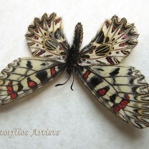 Zerynthia Polyxena Southern Festoon Butterfly Entomology Collectible Shadowbox image 3