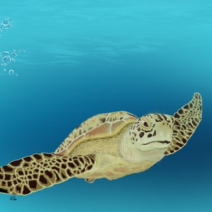 California Green Sea turtle watercolor print, Art print, Animal, Ocean Illustration, Sea art, Sea Life Art, Wall art, Coastal Home, Seascape