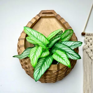 May include: A wooden wall planter with a geometric design, holding a vibrant green plant with white striped leaves. The planter is mounted on a white wall, showcasing a natural, decorative element for indoor spaces.
