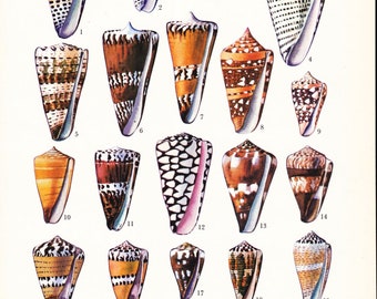 Vintage Watercolor SEASHELL PRINT CONES  Natural History print of  a Variety of Cone Shells Beautiful Framed.