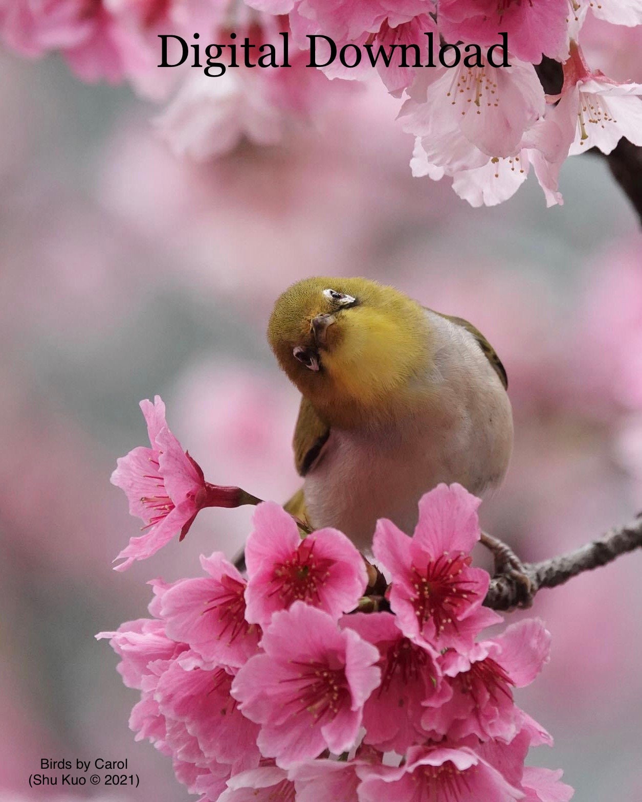 Flowers bloom,Birds tweet,Wind blows&Mo… Flowers,Birds,Wind and Moon | Hiroshi Okubo (nanosounds.jp