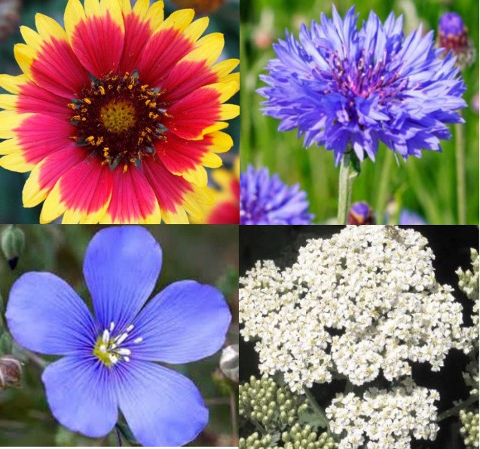 4 Pack Wildflower Seeds Blanket Flower Blue Flax White Etsy
