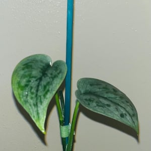 May include: A silver-leaved plant with a blue support stake. The plant has three leaves and is growing upwards.