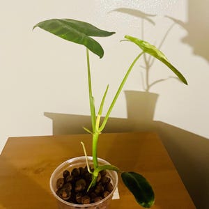 Philodendron Paraiso Verde