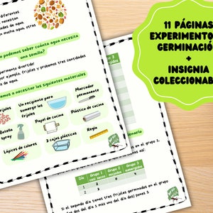 Experimenteren met het ontkiemen van zaadjes, praktische activiteiten voor kinderen, plantenstudie voor het basiscurriculo. Onprimibles