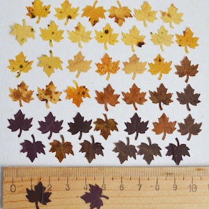 May include: Assortment of 40 pressed maple leaves in various shades of yellow, orange, brown, and purple. The leaves are arranged in rows from lightest to darkest. A ruler is included for scale.