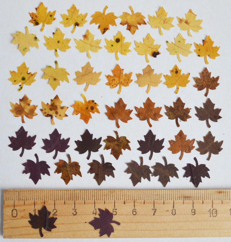 May include: Assortment of 40 pressed maple leaves in various shades of yellow, orange, brown, and purple. The leaves are arranged in rows from lightest to darkest. A ruler is included for scale.