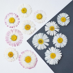 12 pcs pressed Daisy flowers, Dried flowers for crafting, For resin jewelry
