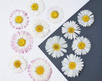 12 pcs pressed Daisy flowers, Dried flowers for crafting, For resin jewelry