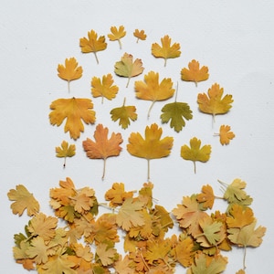 May include: A collection of pressed, dried leaves in various shades of yellow, orange, and green. The leaves are arranged with several individual specimens spread out in the upper section and a dense cluster of overlapping leaves at the bottom.