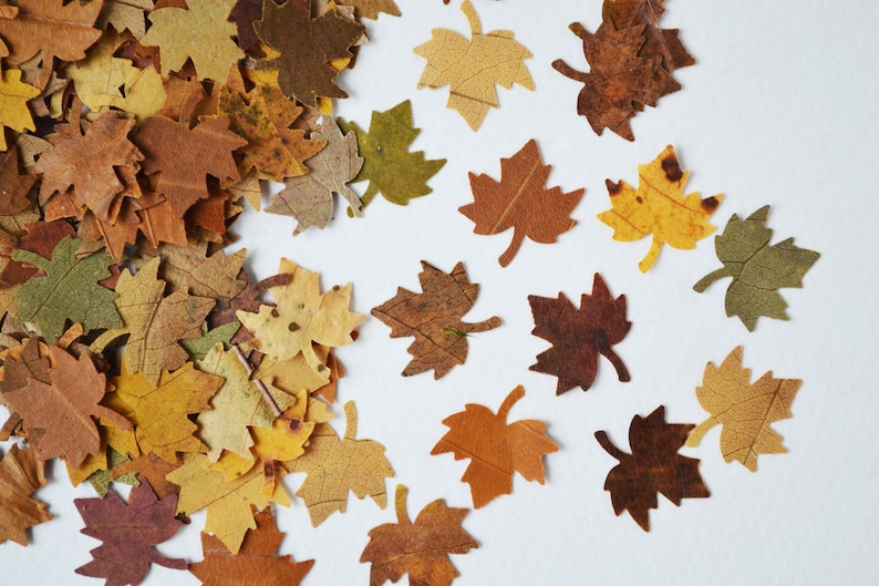 May include: A pile of brown, yellow, and green maple leaves on a white background. The leaves are scattered in a random pattern, with some leaves overlapping others.