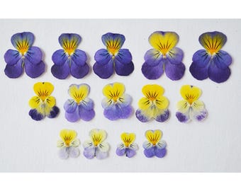 14 Pressed Pansy Flowers, Dried Floral Craft Supply, Resin Jewelry