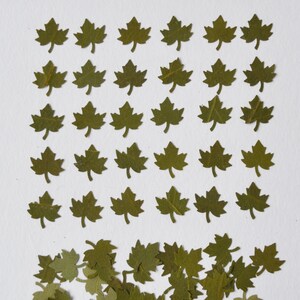 May include: A sheet of green paper cut-outs in the shape of maple leaves. The leaves are arranged in rows and columns, with a pile of leaves at the bottom of the image.