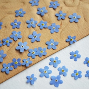May include: Dried forget-me-not flowers, small and blue with yellow centres, scattered on a textured brown paper. The delicate flowers are arranged in a natural display, ideal for crafting and decorative purposes.