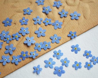 40 pcs Pressed Forget Me Not, Dried flowers for crafting, For resin jewelry