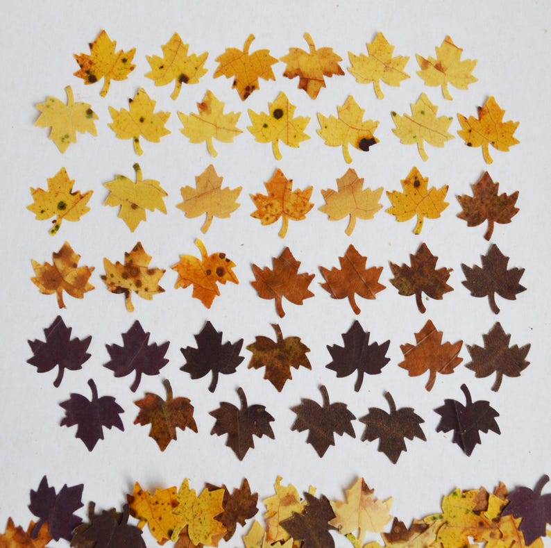 May include: A collection of autumn leaves in various shades of yellow, orange, brown, and purple. The leaves are arranged in rows, with the lightest colours at the top and the darkest colours at the bottom.