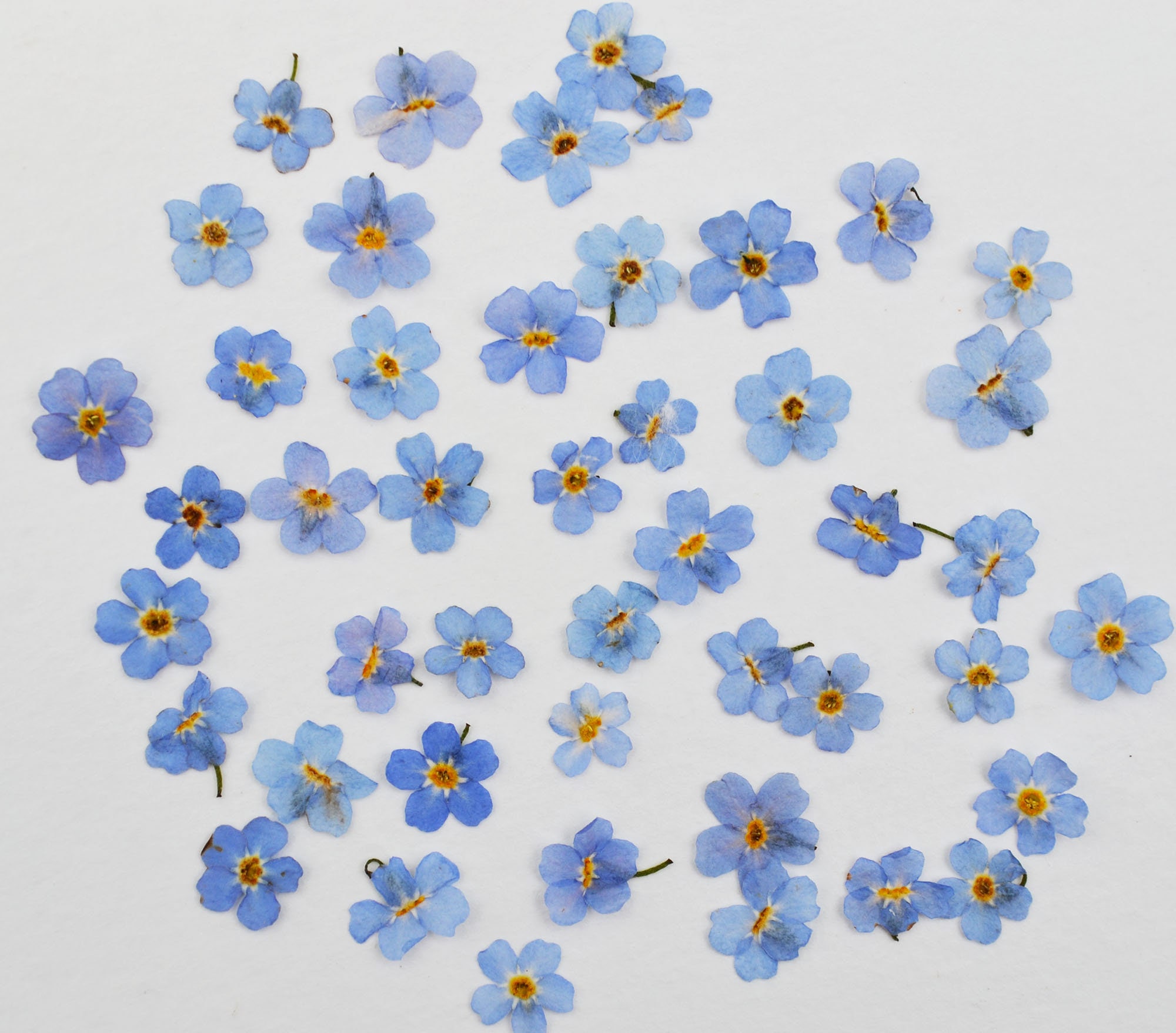 50 pcs Pressed Me Not Dried flowers for crafting For Etsy