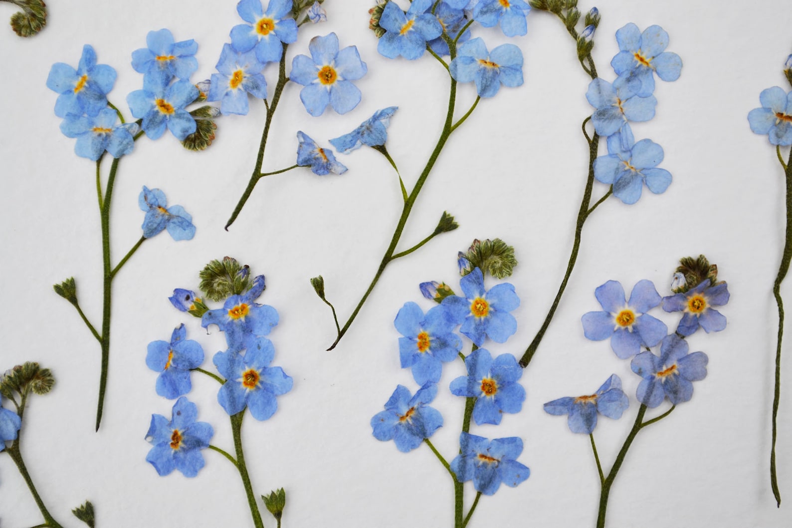dried forget me not flowers