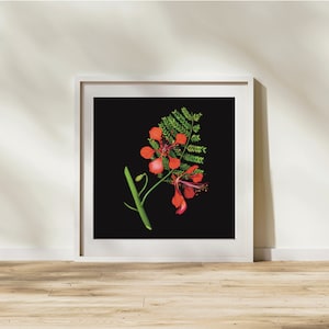 Flamboyianisches Poster/ Blumenkunst