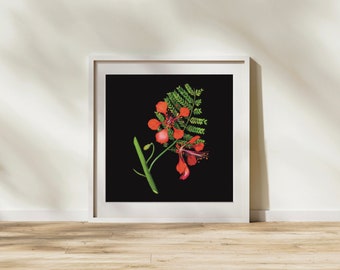 Flamboyan Poster/ Flower Art