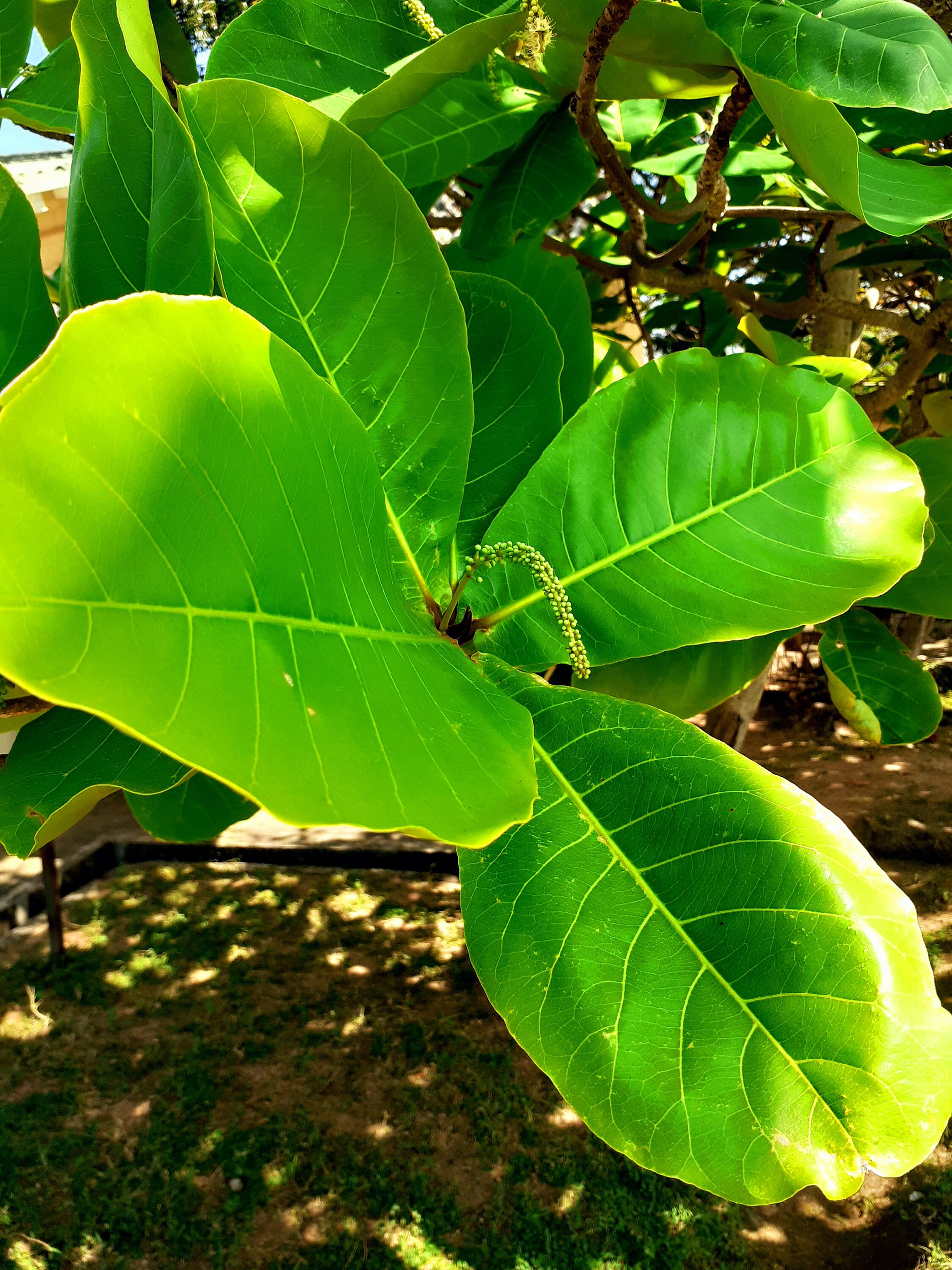 Sri lanka Almond Dry leaves Natural 10 leaves fish Tank Etsy