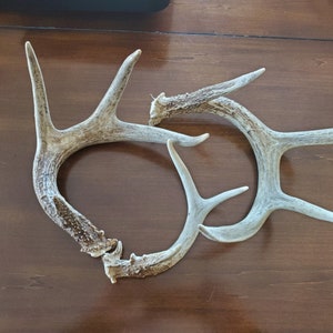 Wild Deer Antler