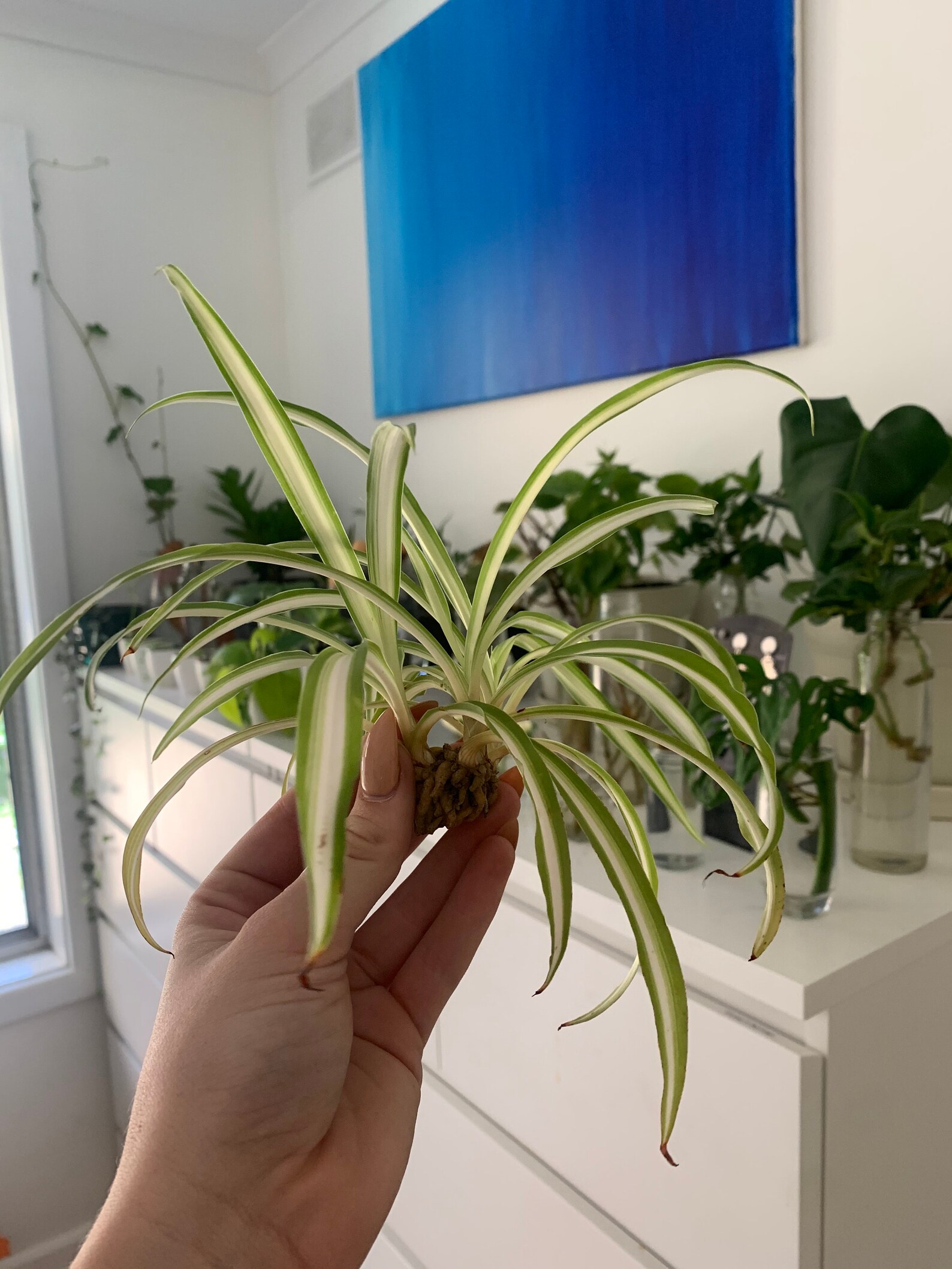 Spider Plant cuttings/ baby plants for propagation rooted