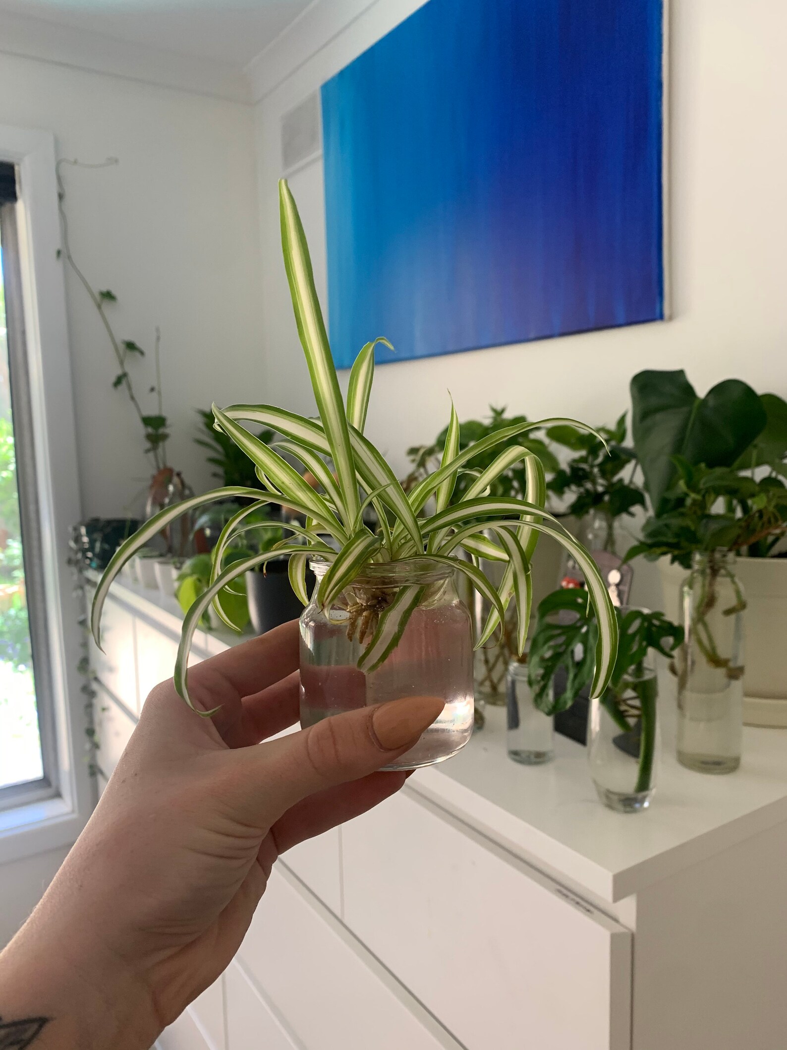 Spider Plant cuttings/ baby plants for propagation rooted