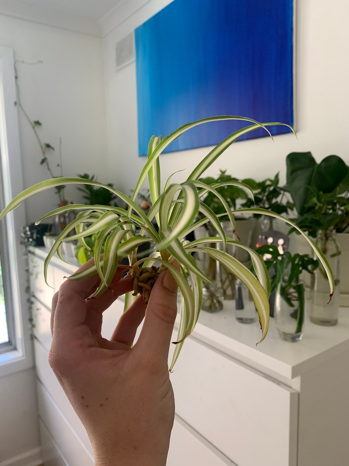 Spider Plant cuttings/ baby plants for propagation rooted