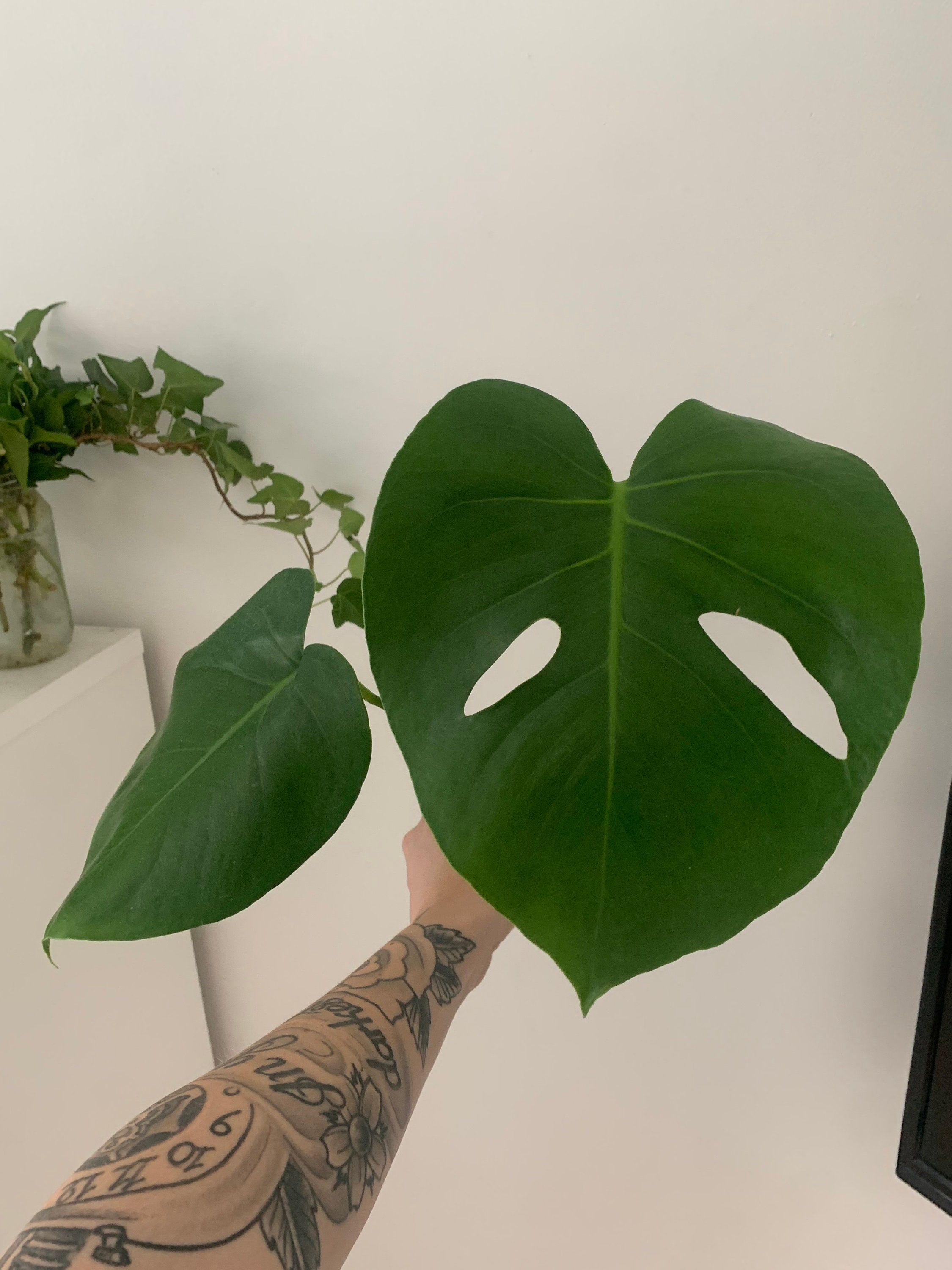 Monstera Deliciosa Swiss cheese plant cutting rooted or non Etsy