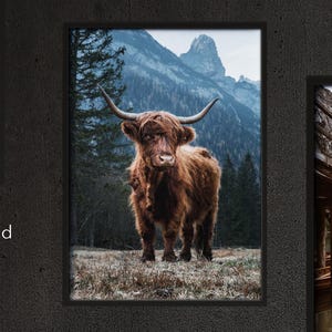 May include: A brown Highland cow stands in a field with a mountain range in the background. The cow is looking at the camera. The image is framed in a black frame.