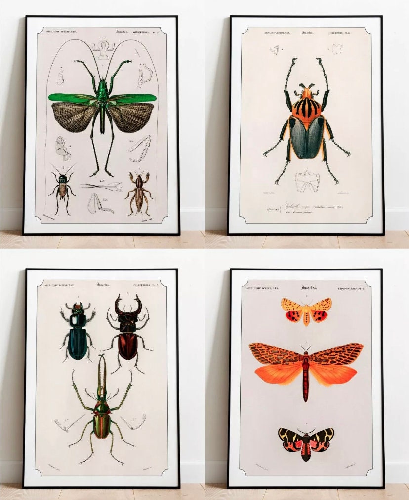 X4 Vintage Insect Prints Bug Prints Insect Art Set of Etsy UK