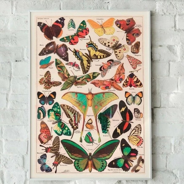 Vintage Butterfly Print, Butterfly Artwork, Vintage Butterflies, Butterfly Wall