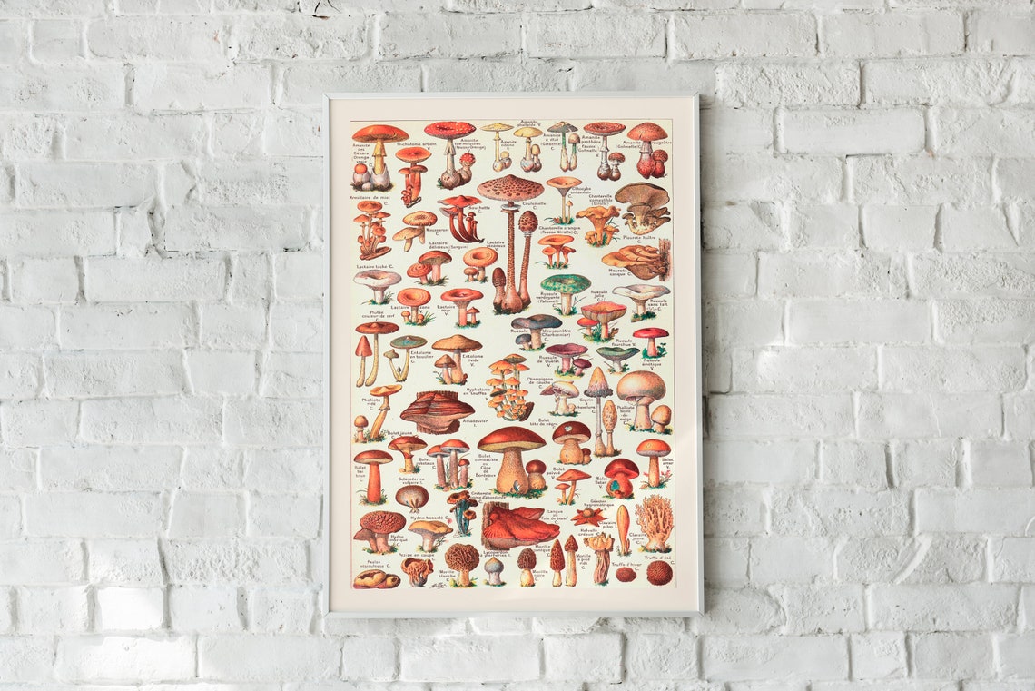 Vintage Mushroom Print Wall Art Poster Mushroom Poster - Etsy UK