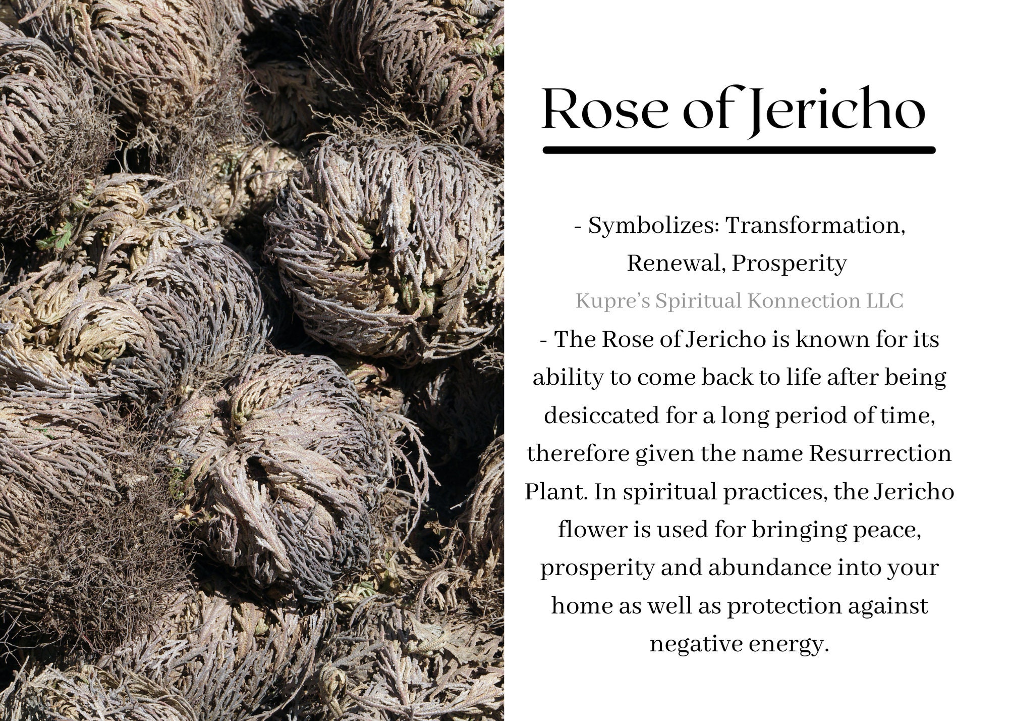 Rose of Jericho Etsy