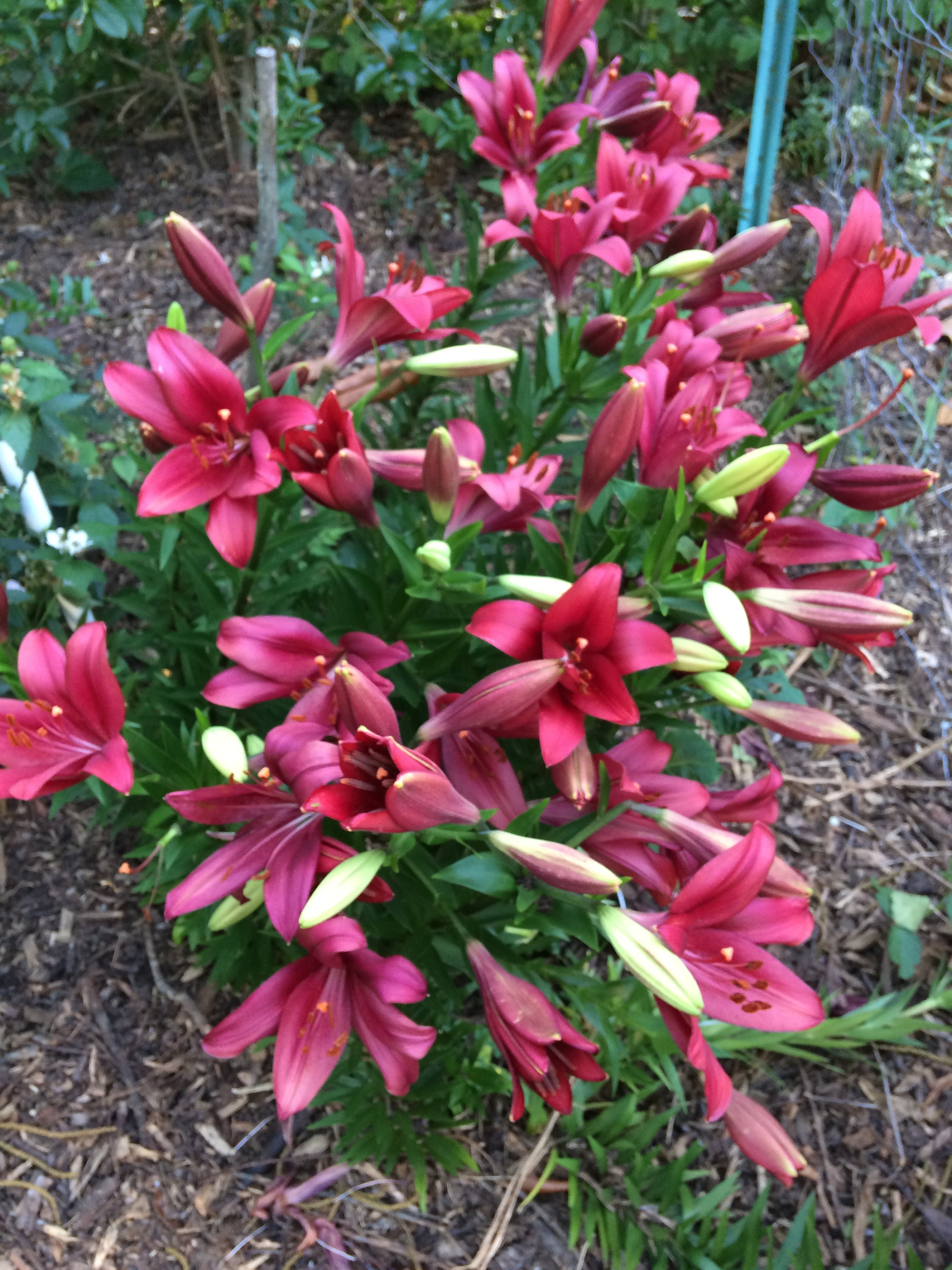 Longiflorum Asiatic Hybrid Lily 'red Alert' Starter Etsy UK