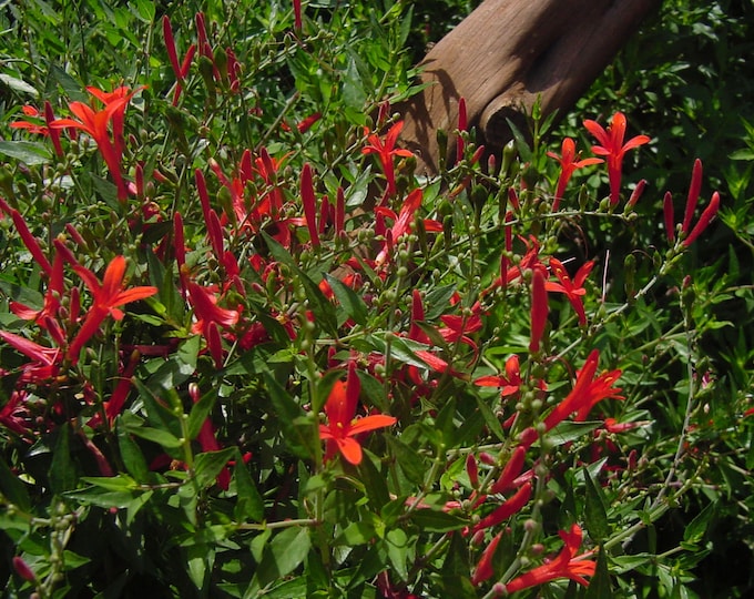Hummingbird Strub Hummingbird Shrub Anisacanthus Quadrifidus Wrightii 10 Seeds - Etsy