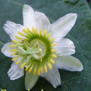 Passiflora Biflora 10 seeds