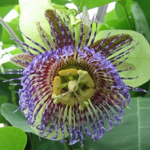 Passiflora maliformis wild purple passionfruit 10 seeds